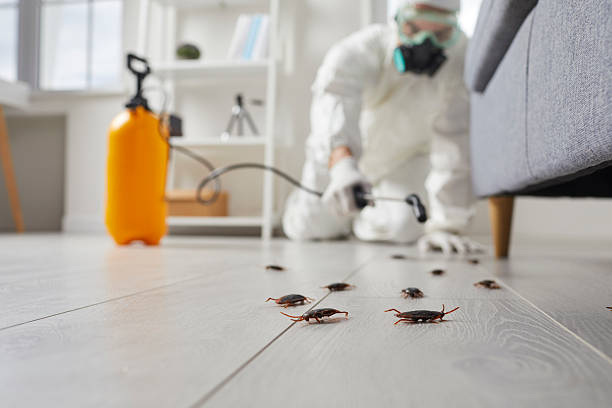 Commercial Rodent Management in Highland Springs